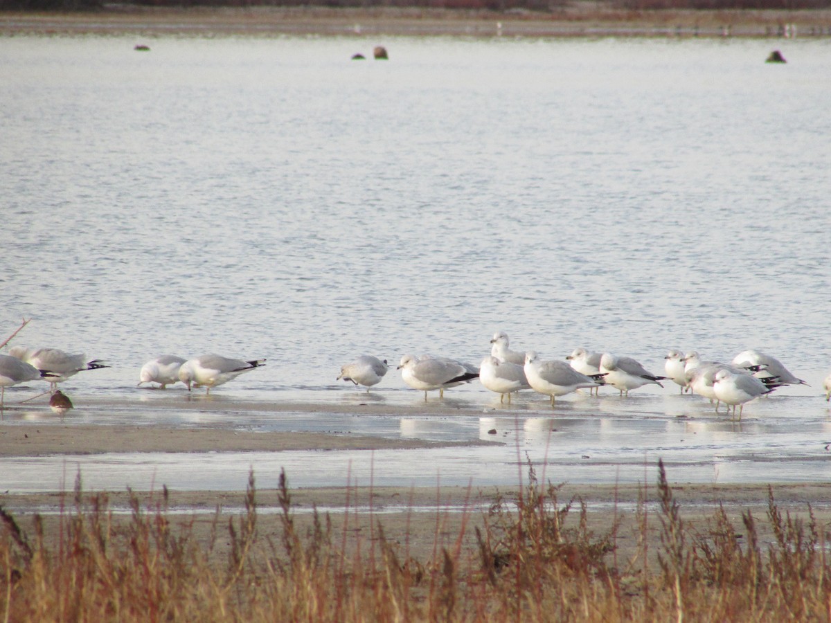 Ring-billed Gull - ML647384335