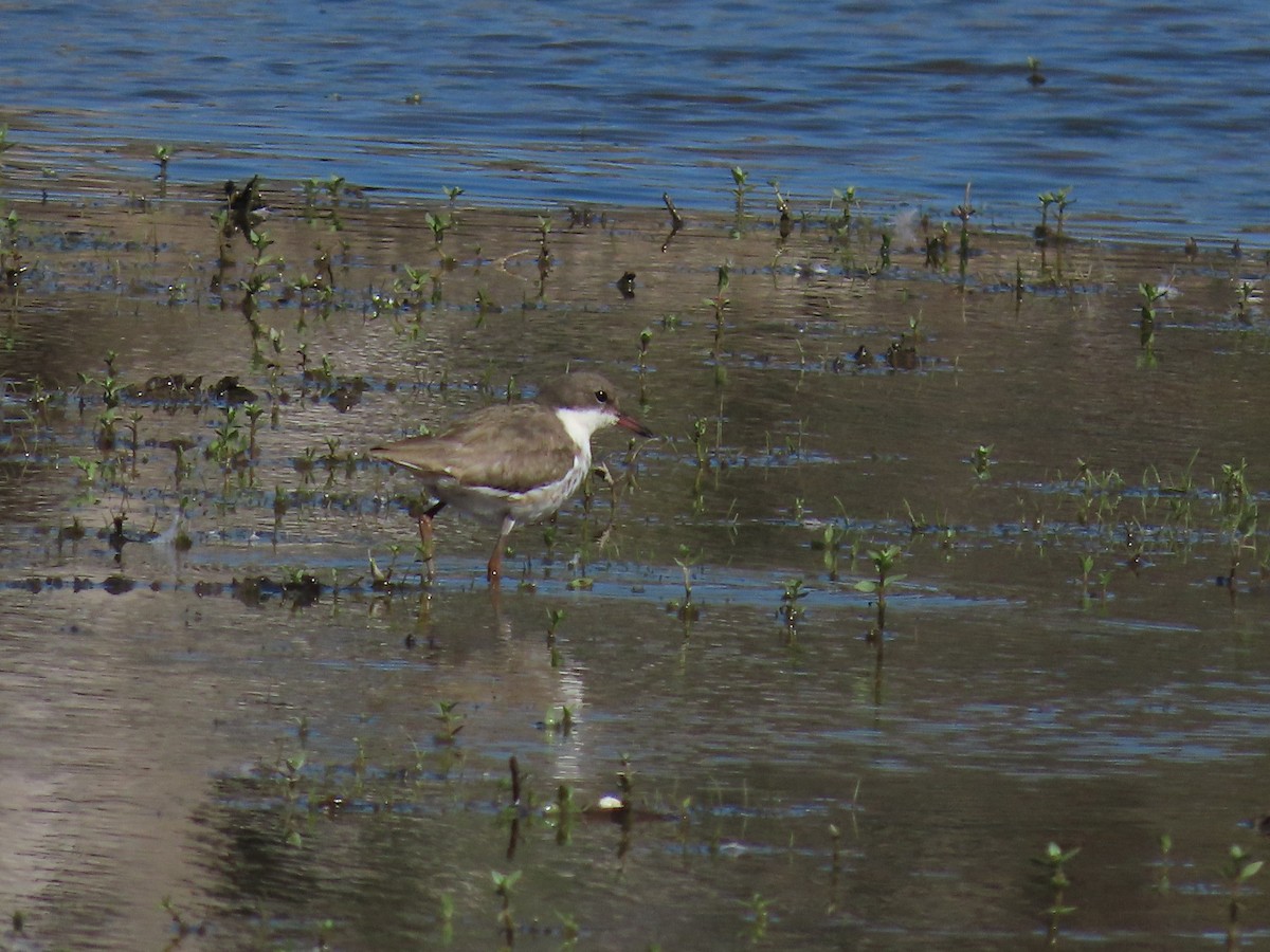 Red-kneed Dotterel - ML647384339