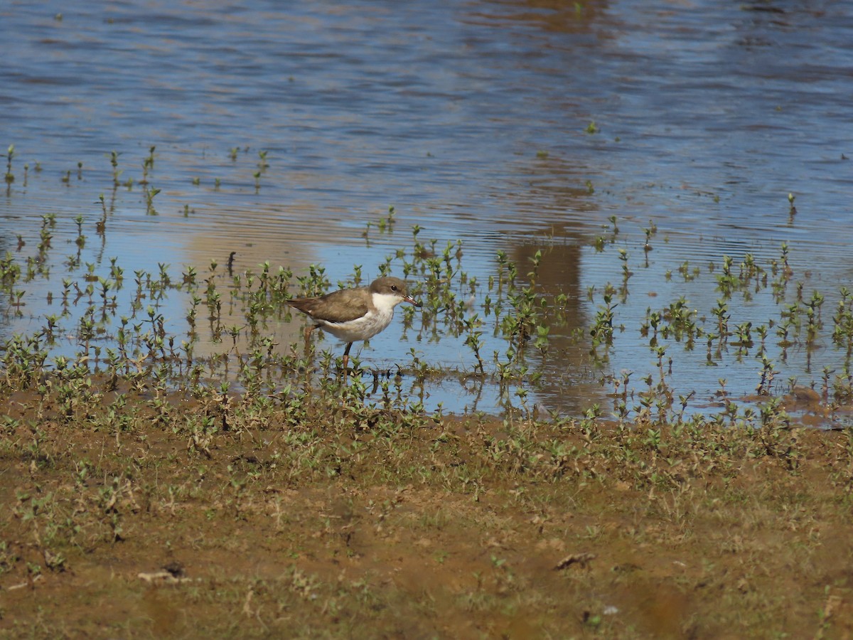 Red-kneed Dotterel - ML647384340