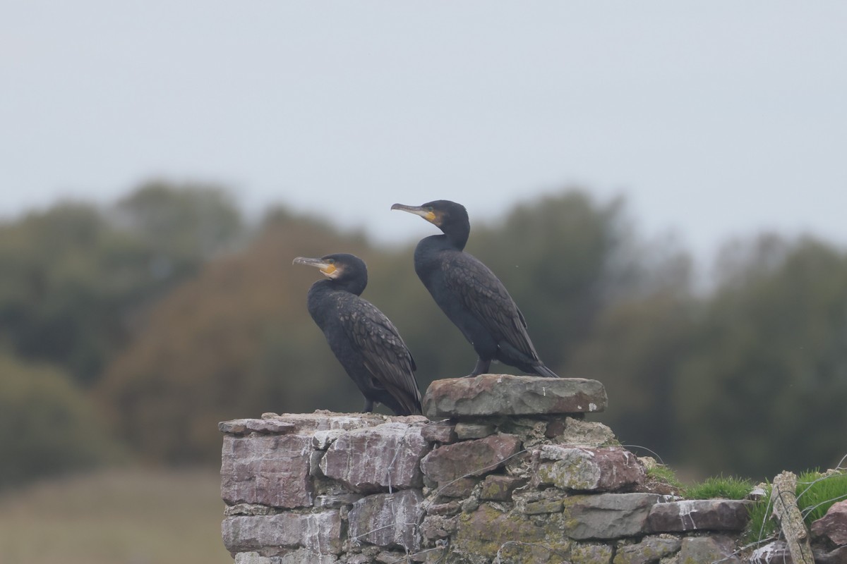 Great Cormorant - ML647384343