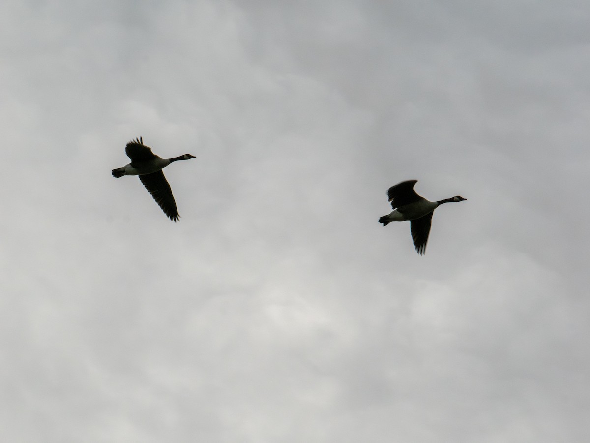 Canada Goose - ML647384356