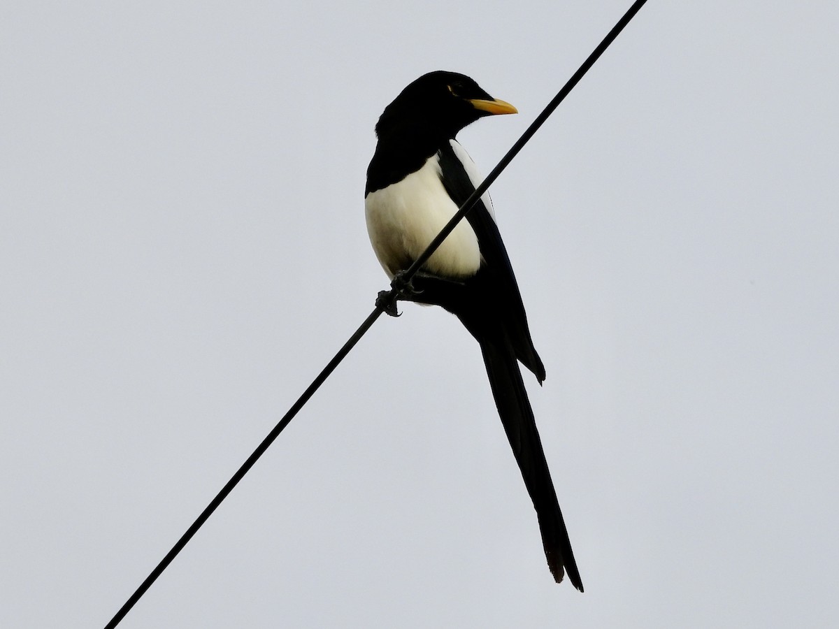 Yellow-billed Magpie - ML647384357