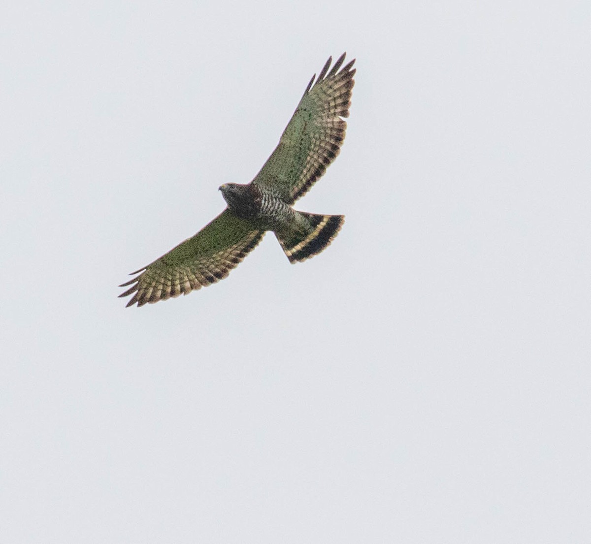 Broad-winged Hawk - ML647384363
