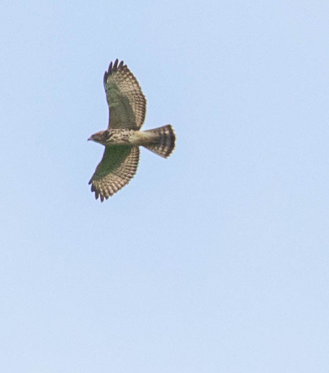 Broad-winged Hawk - ML647384364