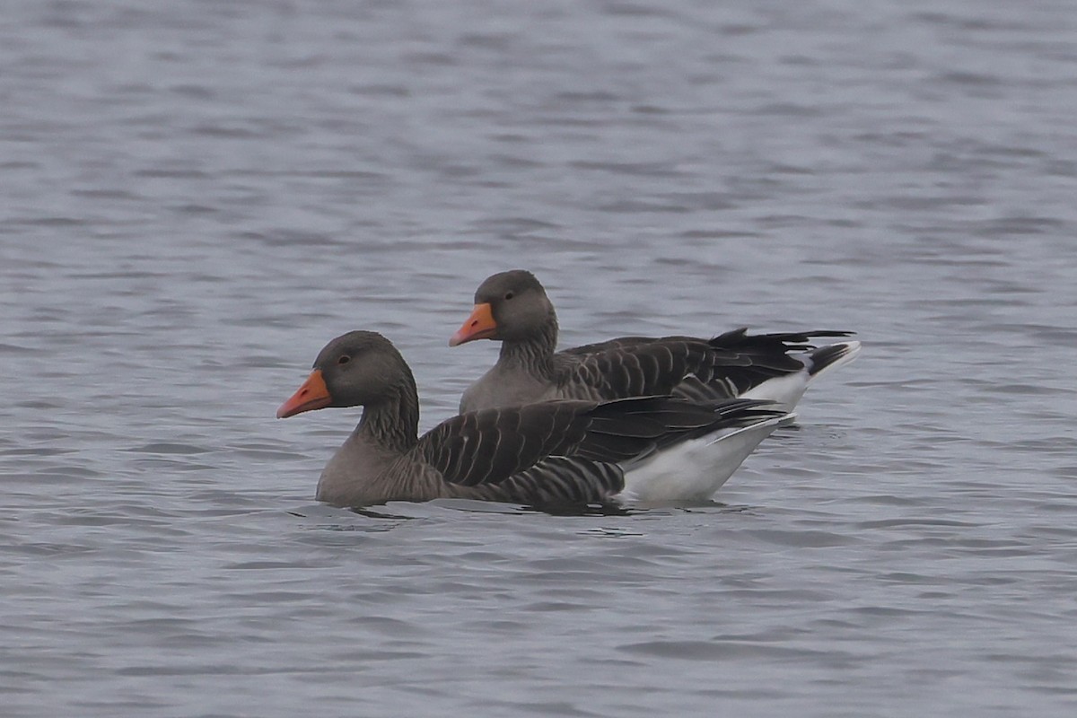 אווז אפור - ML647384366