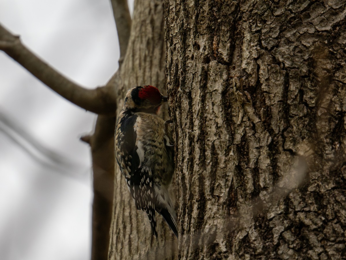 Yellow-bellied Sapsucker - ML647384381