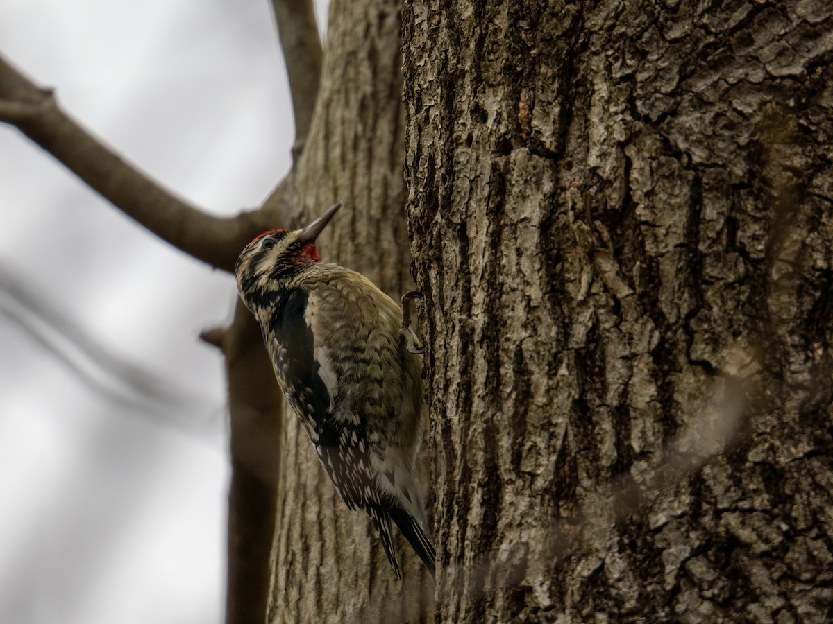 Yellow-bellied Sapsucker - ML647384382