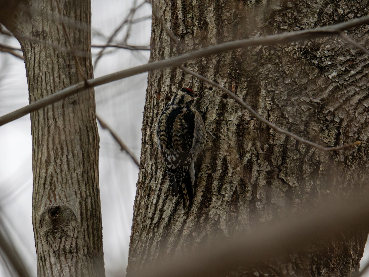 Yellow-bellied Sapsucker - ML647384383