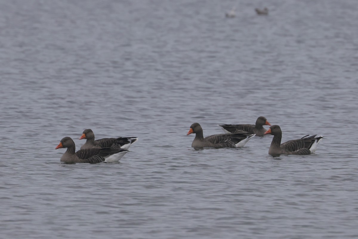 אווז אפור - ML647384385