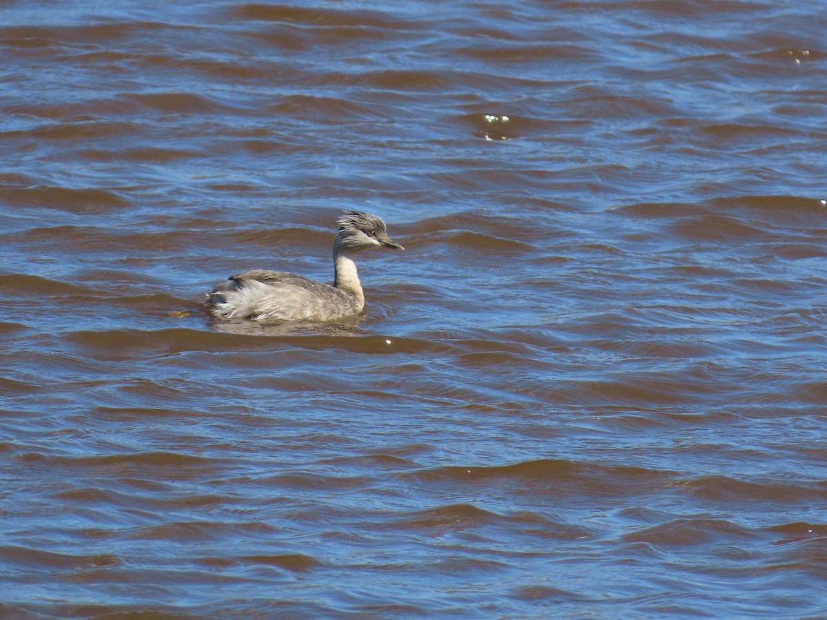 Txilinporta burugrisa - ML647384397