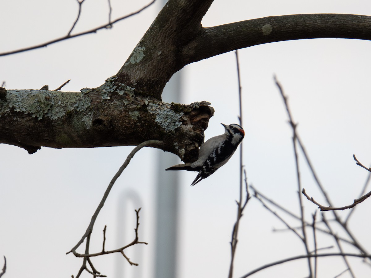 Downy Woodpecker - ML647384407