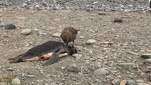 Поморник фолклендський (підвид lonnbergi) - ML647384408