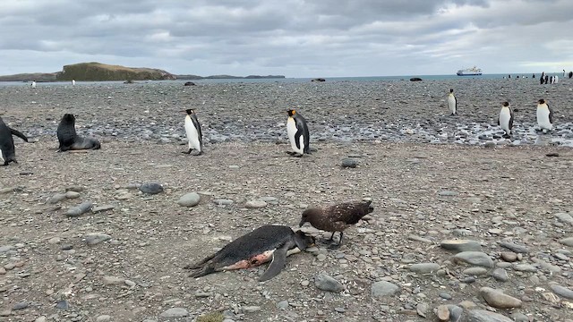 Поморник фолклендський (підвид lonnbergi) - ML647384409