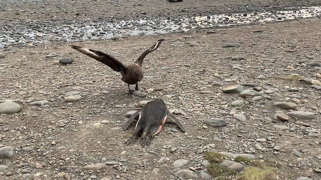 Поморник фолклендський (підвид lonnbergi) - ML647384410