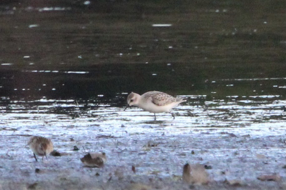 Semipalmated Sandpiper - ML647384411