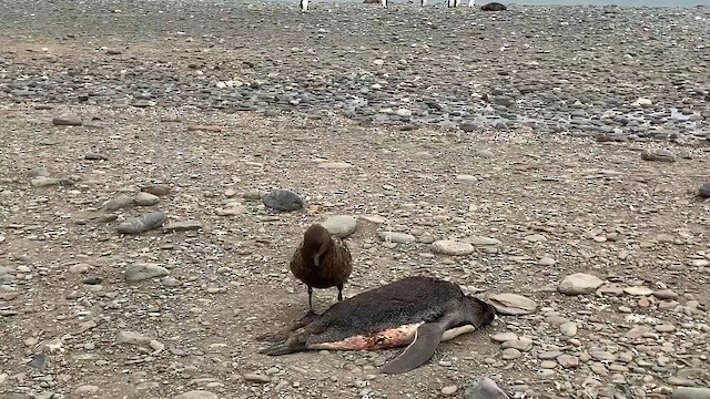 Поморник фолклендський (підвид lonnbergi) - ML647384412