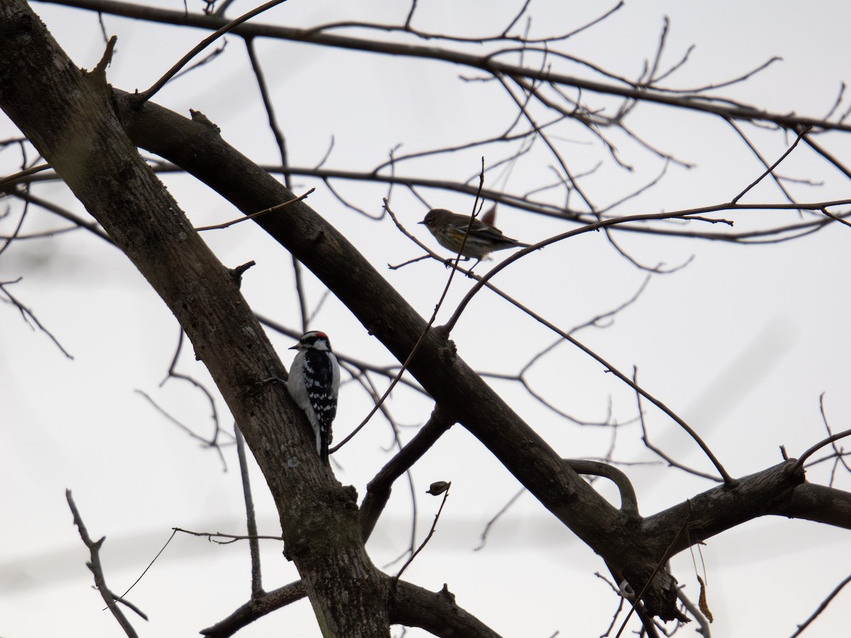 Downy Woodpecker - ML647384413