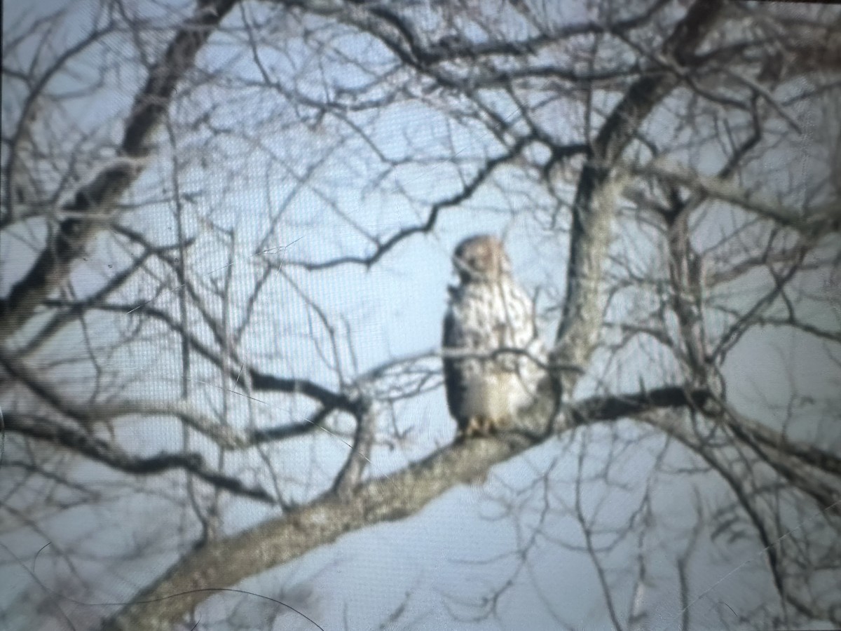 Red-tailed Hawk - ML647384417