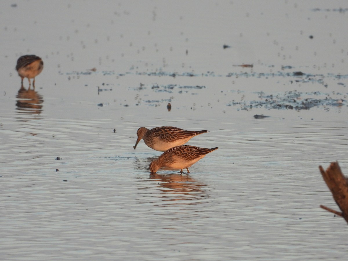 Дутыш - ML647384419