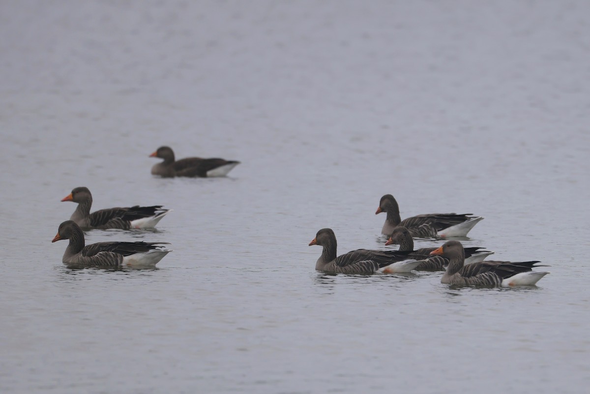 אווז אפור - ML647384425