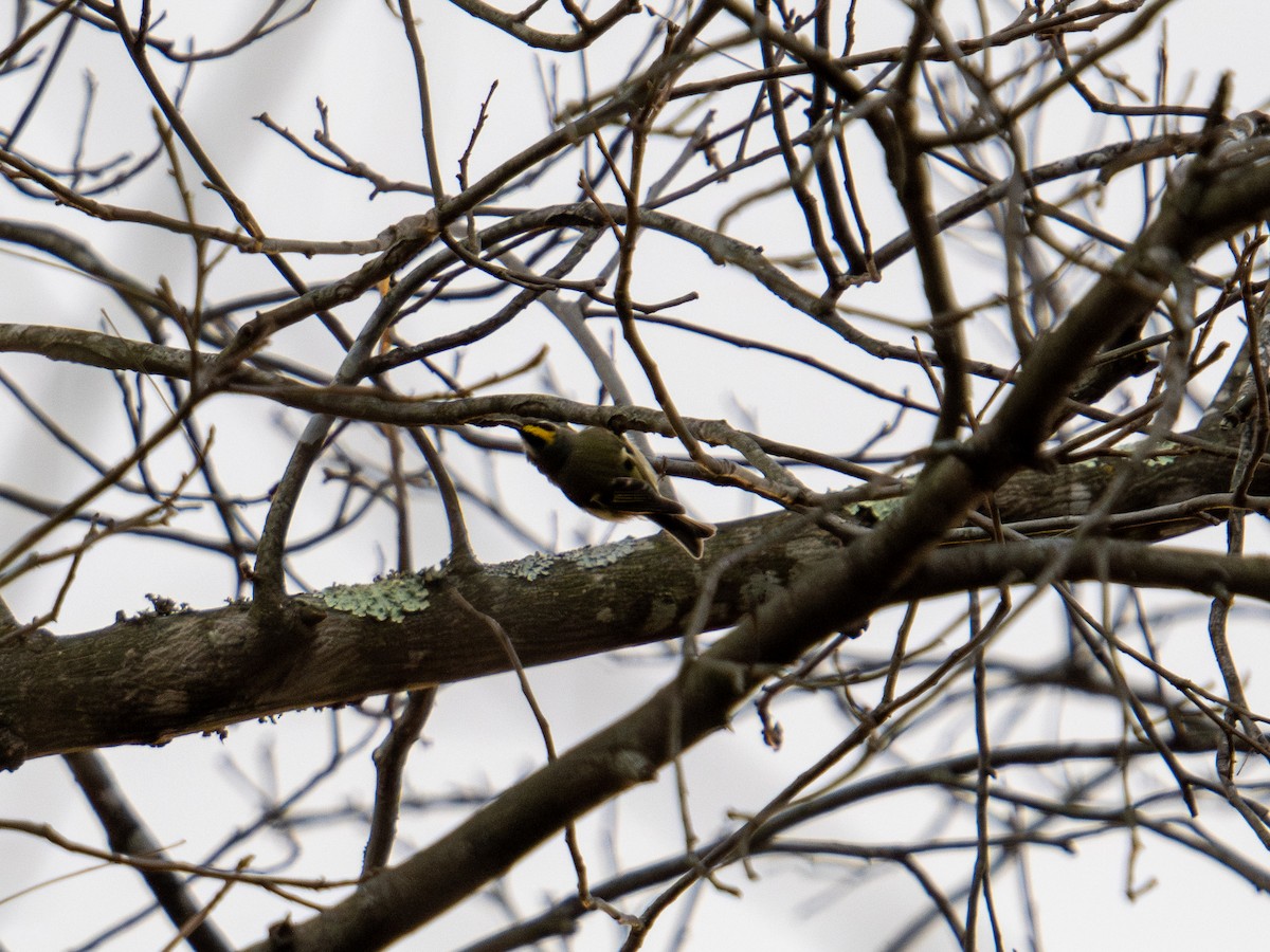 Golden-crowned Kinglet - ML647384432