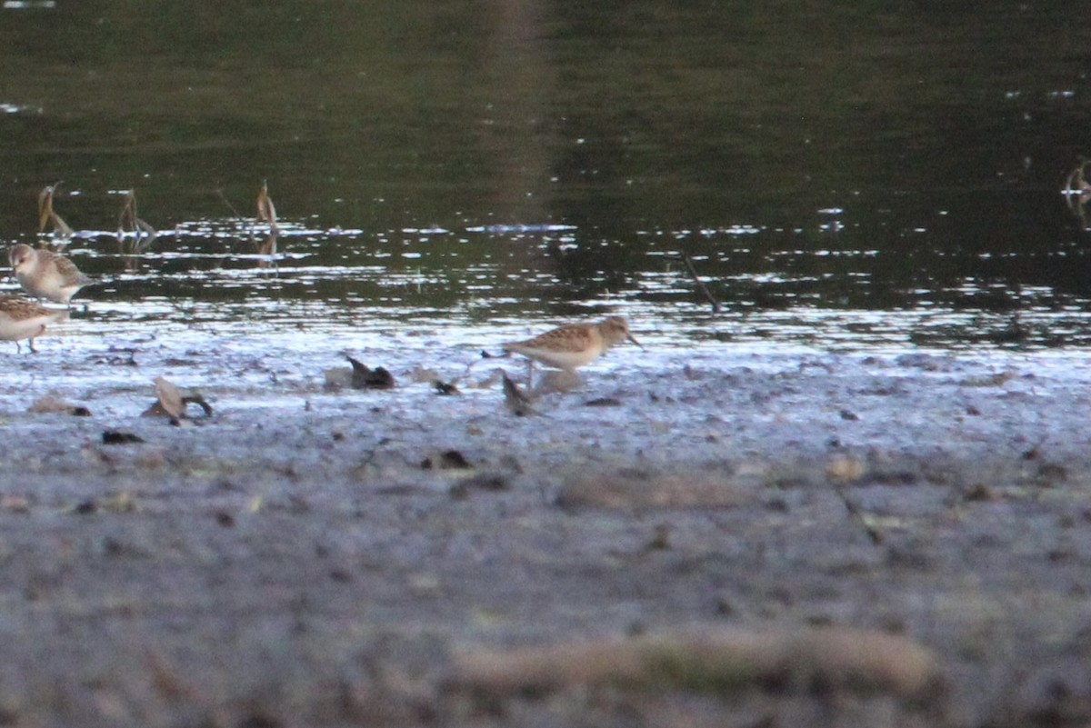 Least Sandpiper - ML647384447