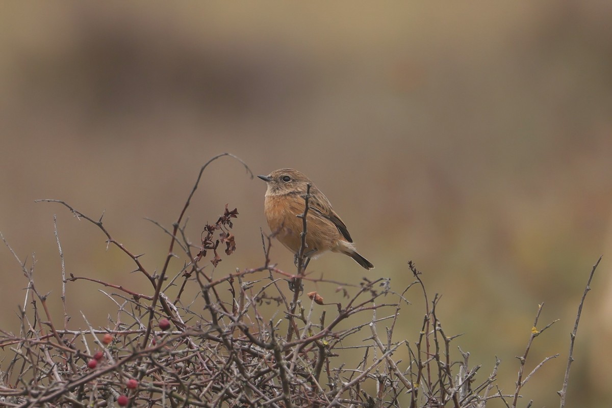 European Stonechat - ML647384450