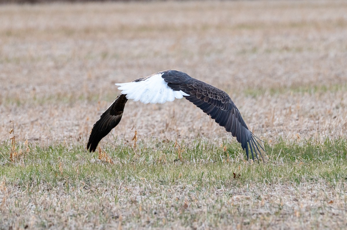 Bald Eagle - ML647384452
