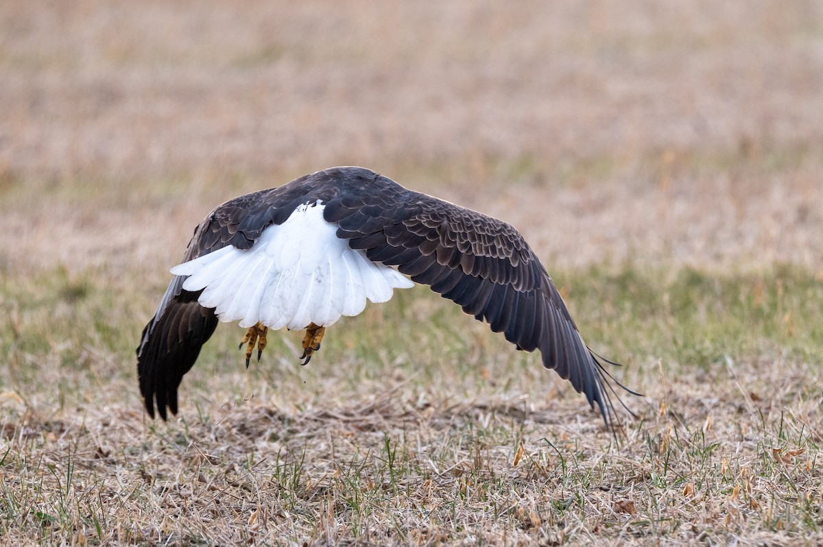Bald Eagle - ML647384453
