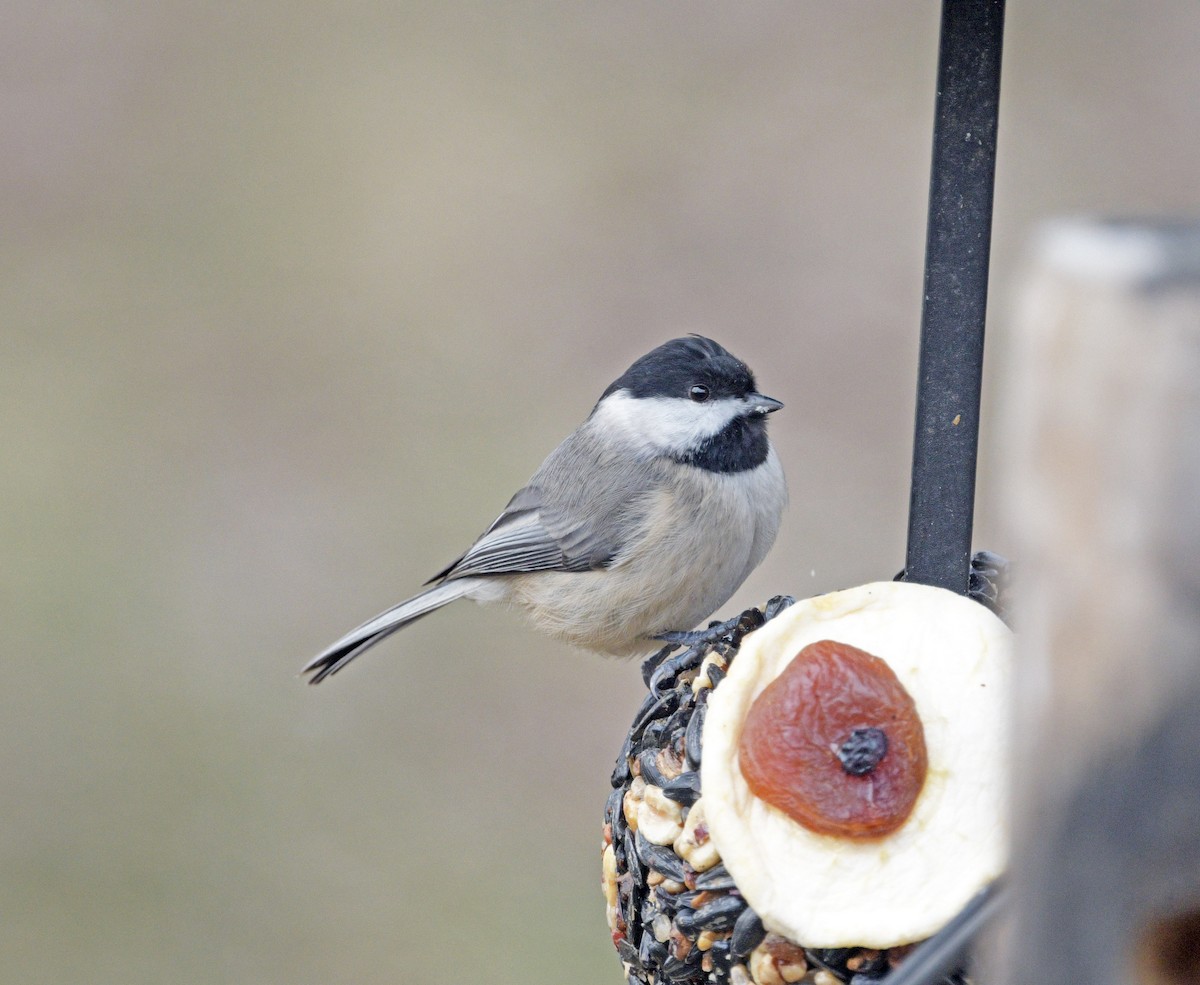 Carolina Chickadee - ML647384457
