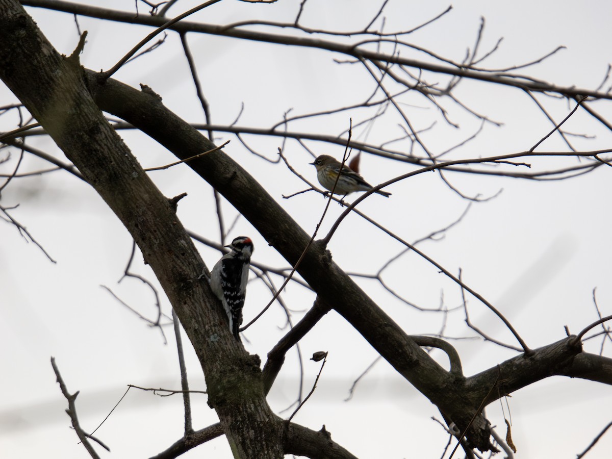 Yellow-rumped Warbler - ML647384459