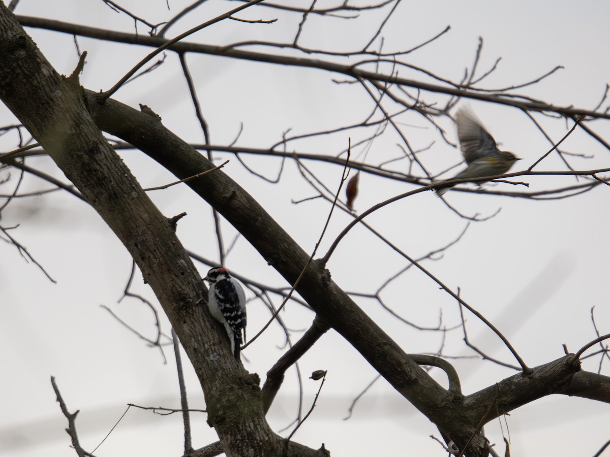 Yellow-rumped Warbler - ML647384460