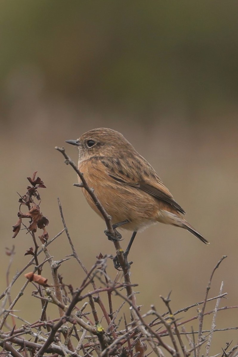 European Stonechat - ML647384472