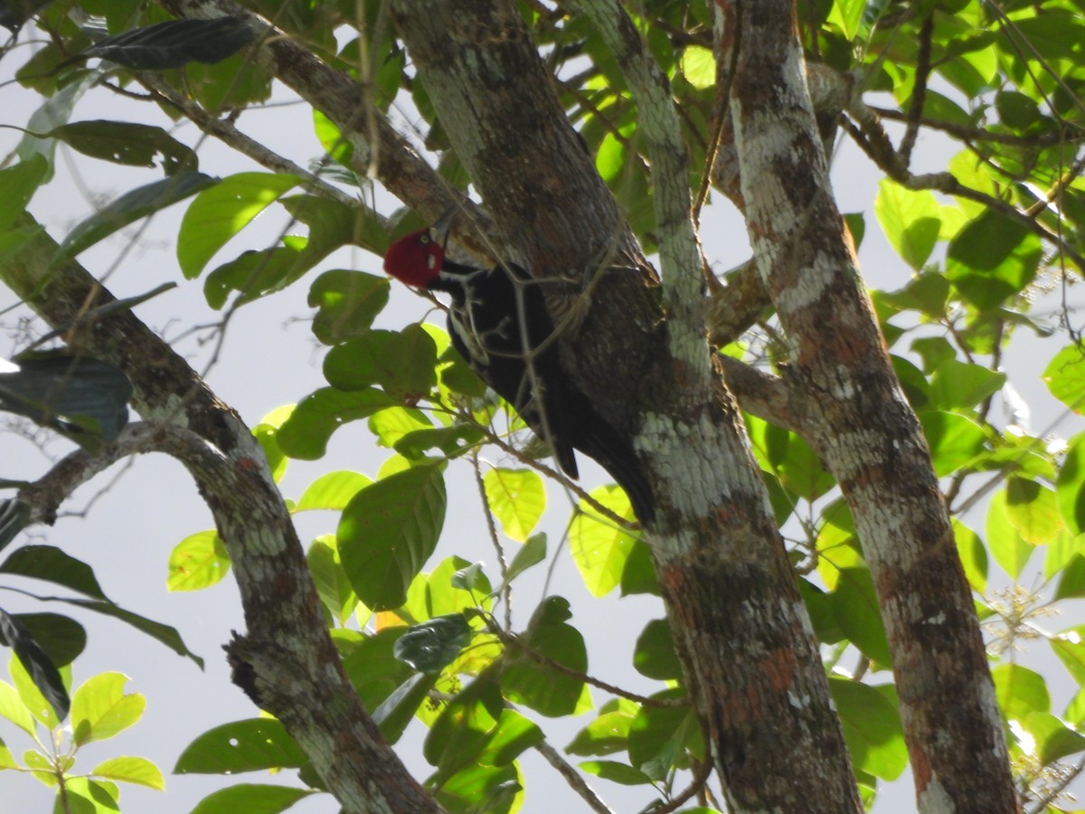 Crimson-crested Woodpecker - ML647384483