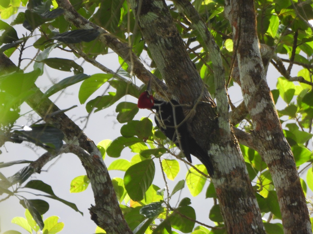 Crimson-crested Woodpecker - ML647384484
