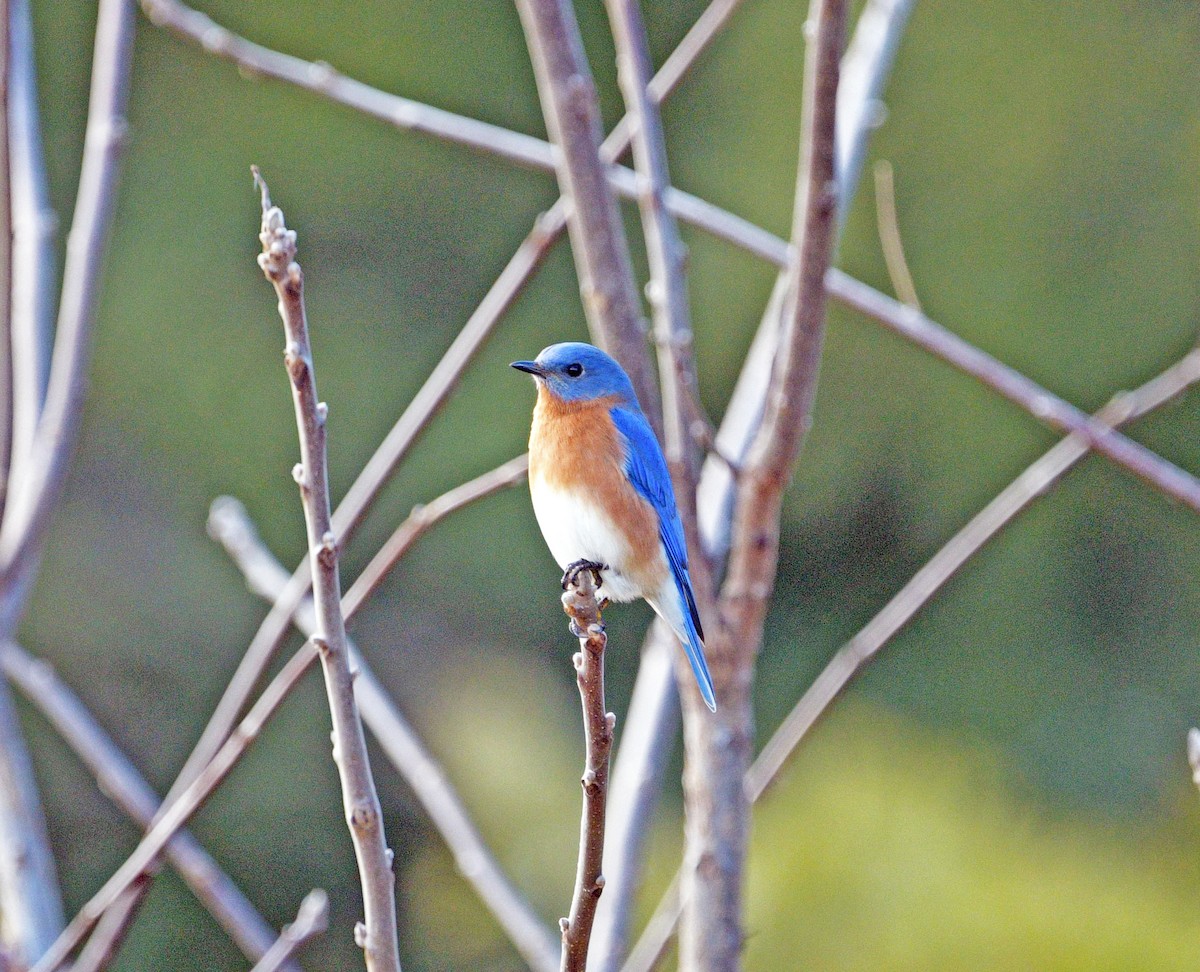 Eastern Bluebird - ML647384486