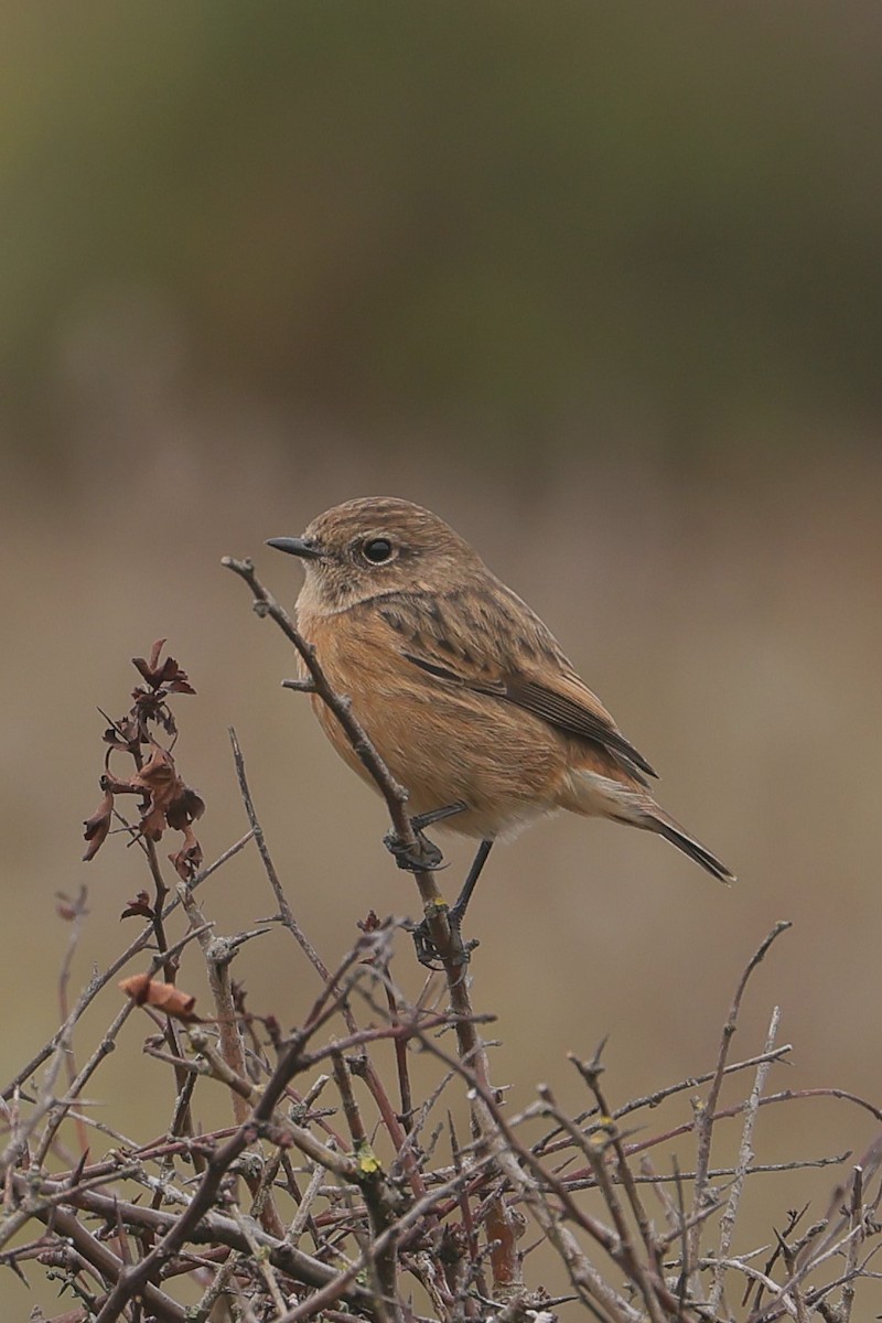 European Stonechat - ML647384494
