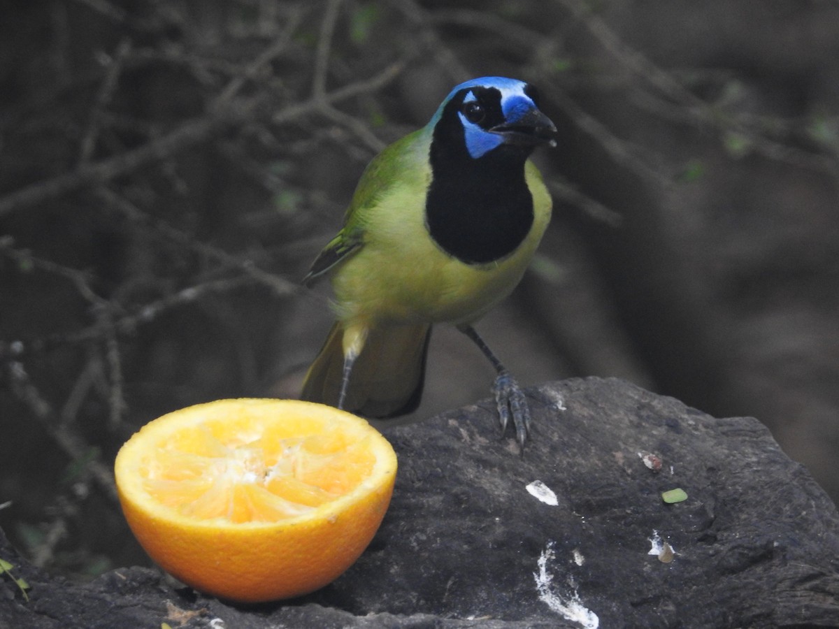 Geai vert - ML647384505