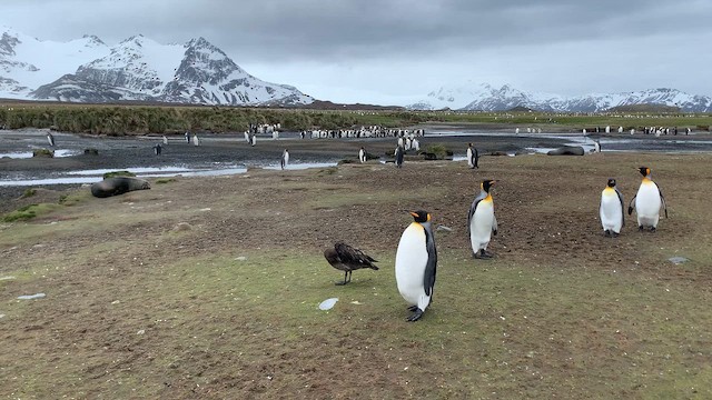 Пінгвін королівський - ML647384506