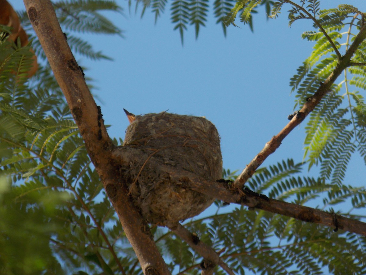kolibřík velký - ML647384511