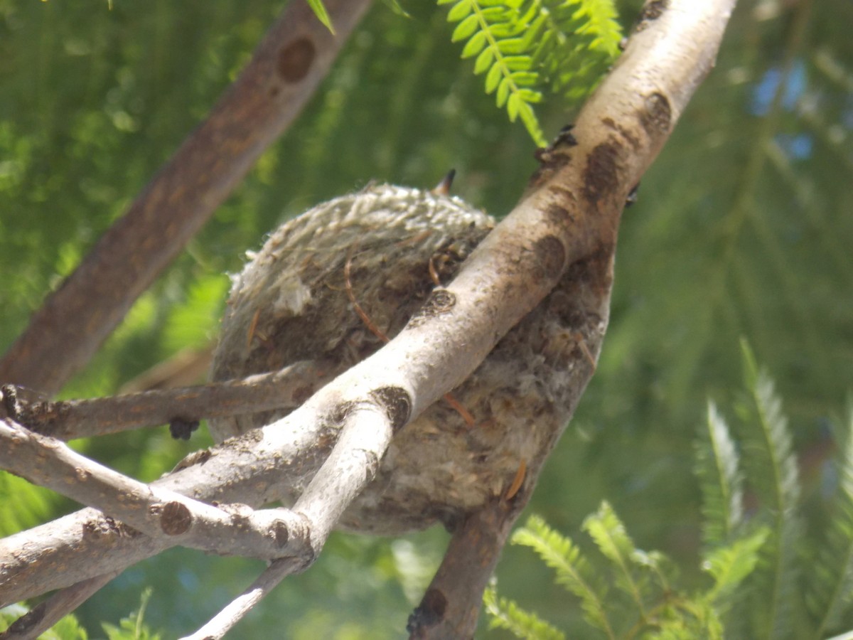 kolibřík velký - ML647384512