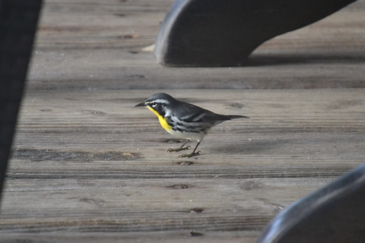 Yellow-throated Warbler - ML647384520