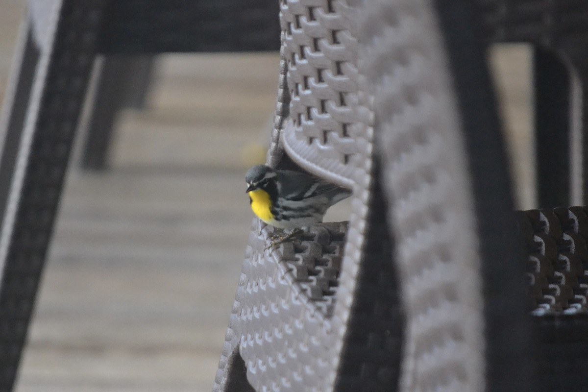 Yellow-throated Warbler - ML647384521