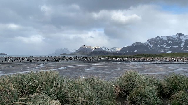 Пінгвін королівський - ML647384522