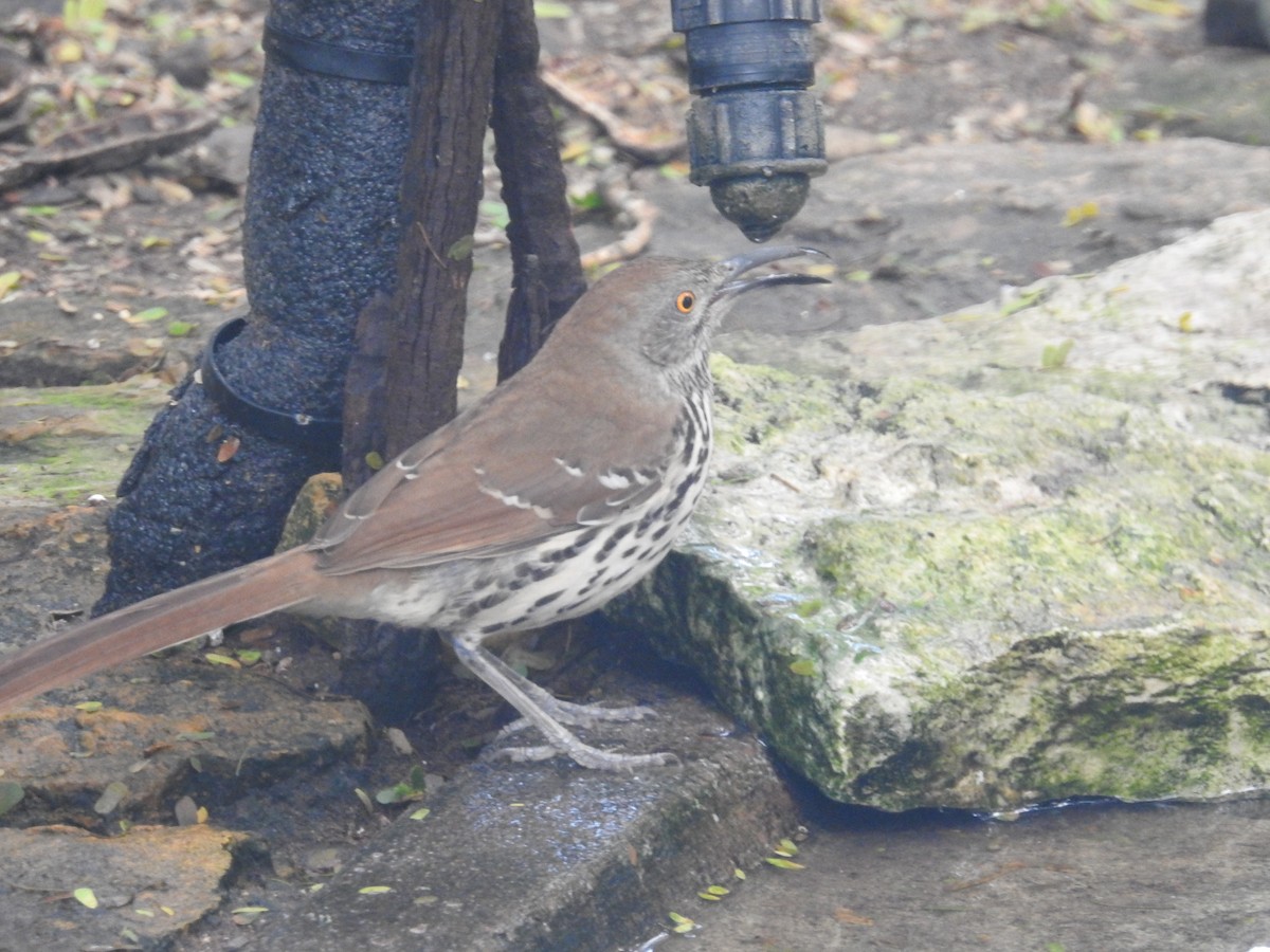 Long-billed Thrasher - ML647384524