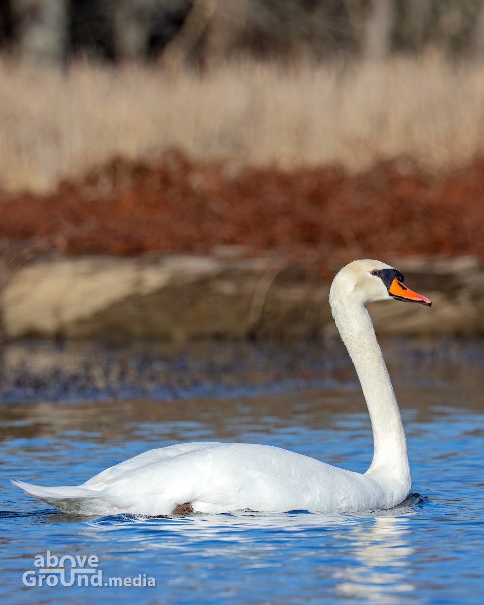 Mute Swan - ML647384525