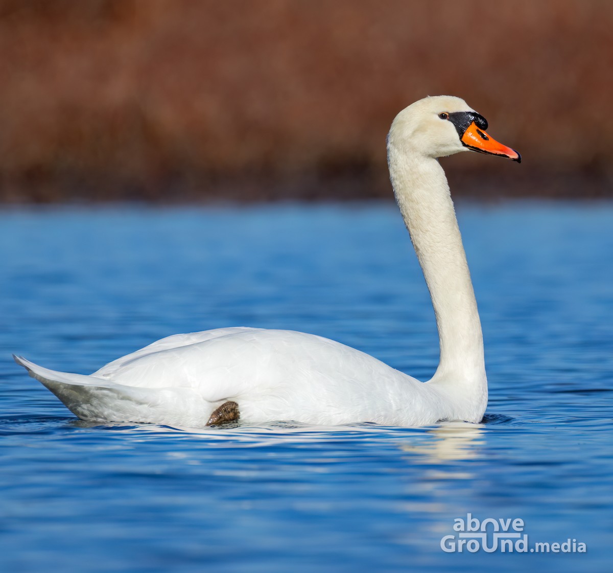 Mute Swan - ML647384526