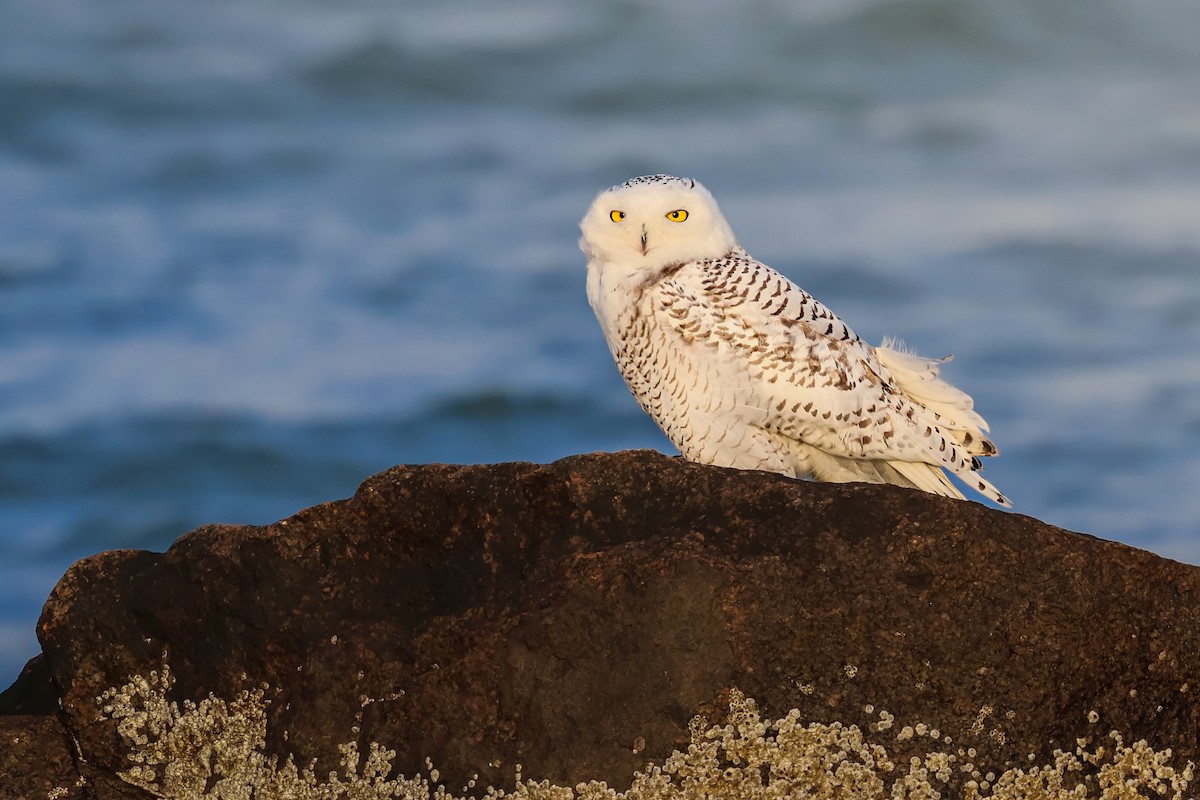 Schneeeule - ML647384528