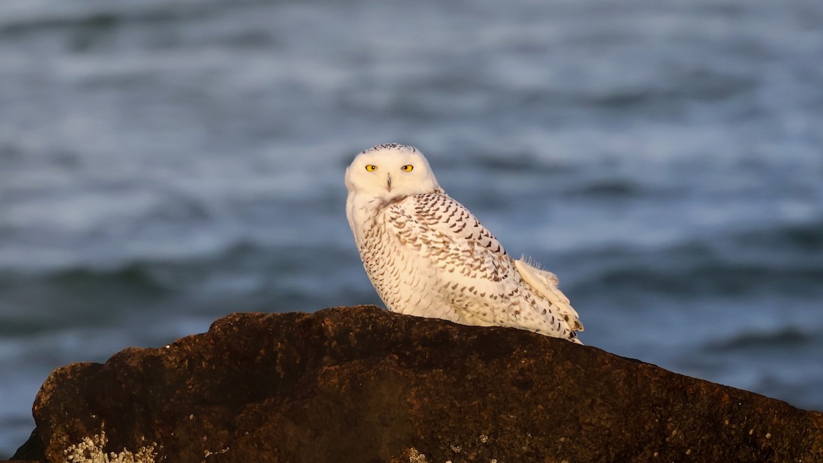 Schneeeule - ML647384529