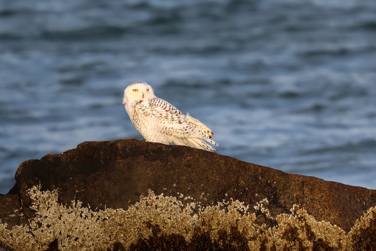 Schneeeule - ML647384530